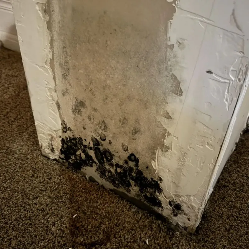 Professional Mold Removal in Odenville, AL